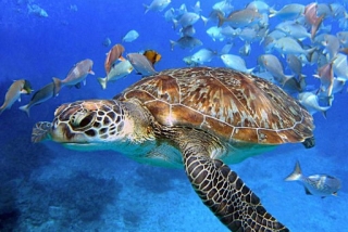Snorkel con tortugas